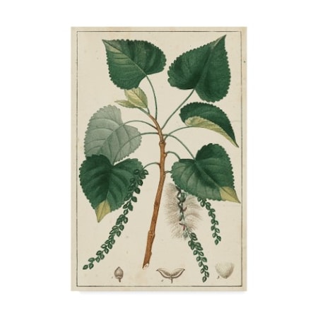 Turpin 'Turpin Poplar Tree' Canvas Art,12x19